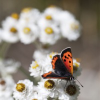 Buy canvas prints of Small Copper Butterfly by Stephen Maxwell
