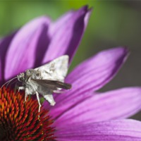Buy canvas prints of Silver Y Moth by Stephen Maxwell