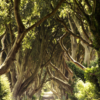 Buy canvas prints of  The Dark Hedges by Stephen Maxwell