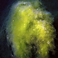 Buy canvas prints of  Pondweed Nebula by Stephen Maxwell