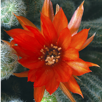 Buy canvas prints of  Peanut Cactus Flower by Stephen Maxwell