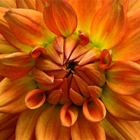 Buy canvas prints of Dahlia by Stephen Maxwell