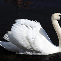 Buy canvas prints of Swan by Stephen Maxwell