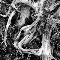Buy canvas prints of Roots by Stephen Maxwell