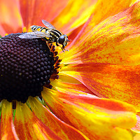 Buy canvas prints of Hoverfly by Stephen Maxwell