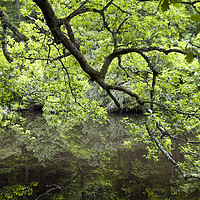 Buy canvas prints of Under a Green Canopy by Stephen Maxwell