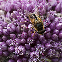Buy canvas prints of Fly on Allium Flower by Stephen Maxwell