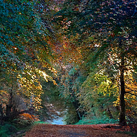 Buy canvas prints of Woodburn Forest by Stephen Maxwell