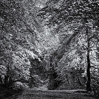 Buy canvas prints of Woodburn Forest Path by Stephen Maxwell