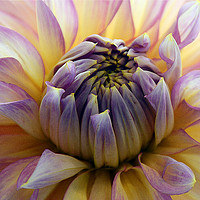 Buy canvas prints of Chrysanthemum by Stephen Maxwell