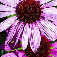 Buy canvas prints of Echinacea by Stephen Maxwell