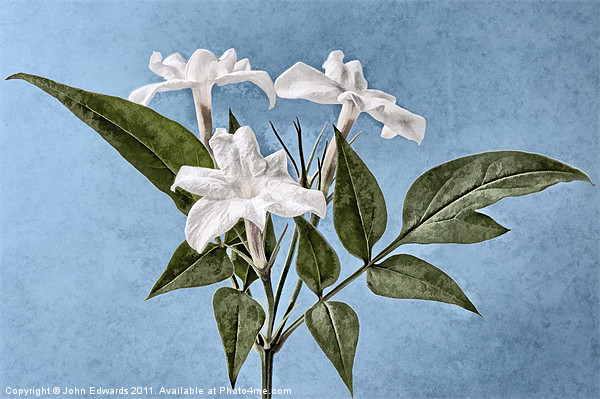 Jasminum officinale Picture Board by John Edwards