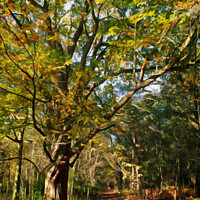 Buy canvas prints of Tranquil Sandringham Path by John Edwards