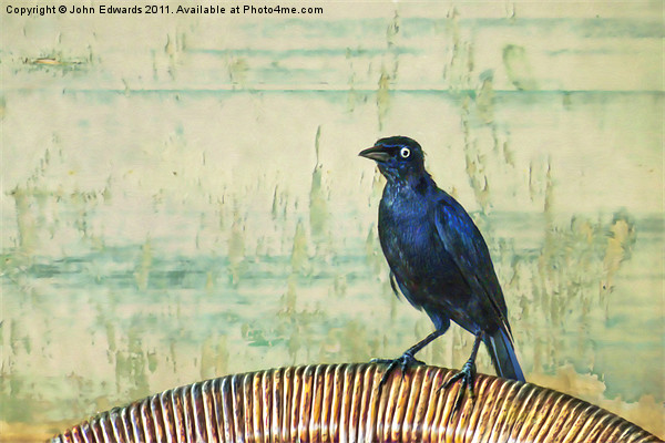 The Grackle Picture Board by John Edwards