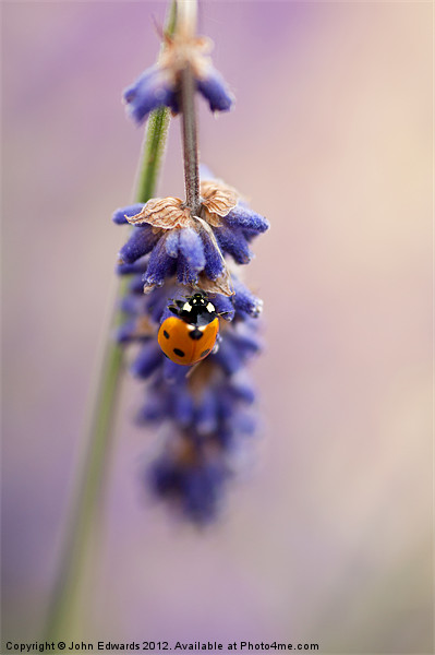Ladybird and Lavender Picture Board by John Edwards