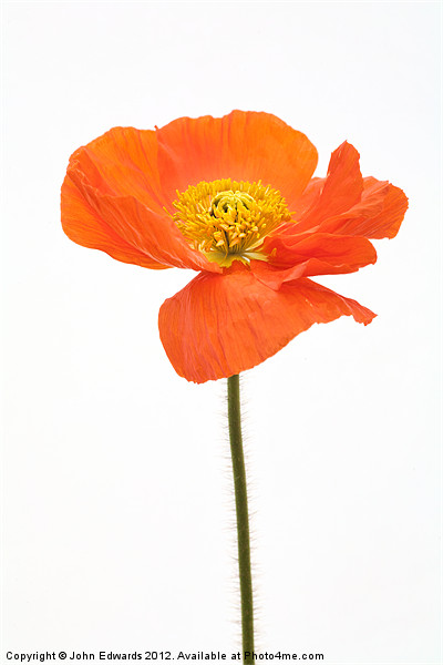 Papaver nudicaule 'Garden Gnome' Picture Board by John Edwards