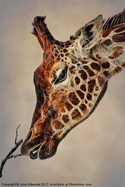 Giraffa camelopardalis Picture Board by John Edwards