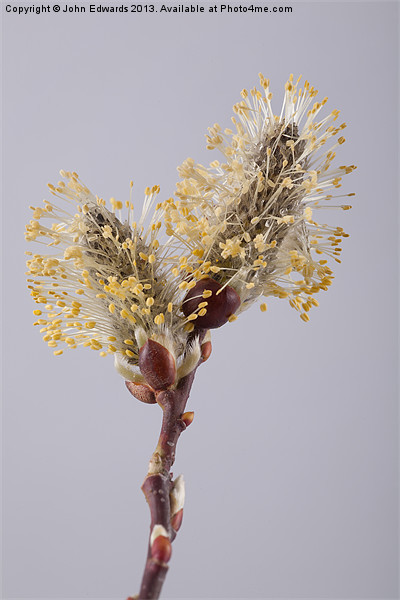Kilmarnock Willow Catkins Picture Board by John Edwards