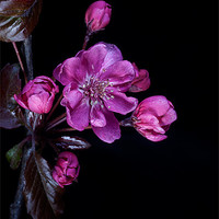 Buy canvas prints of Cherry Blossom by John Edwards