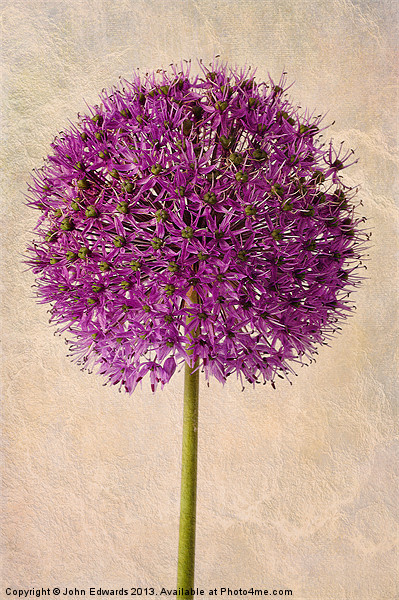 Textured Allium Picture Board by John Edwards