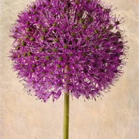 Buy canvas prints of Textured Allium by John Edwards