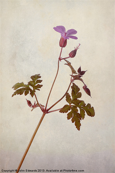 Herb Robert Picture Board by John Edwards