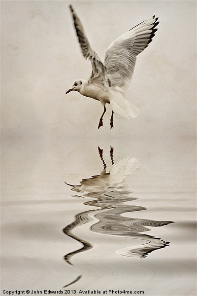 Black-headed gull Picture Board by John Edwards