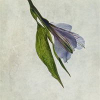 Buy canvas prints of Mantis Lily by John Edwards