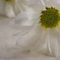 Buy canvas prints of Chrysanthemum textures by John Edwards