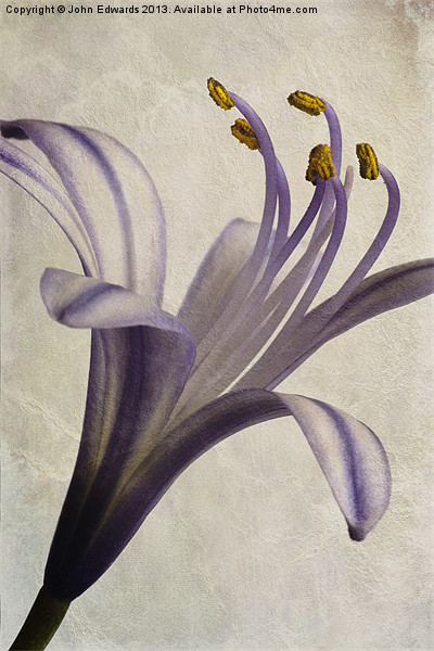 Agapanthus africanus Star Picture Board by John Edwards