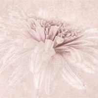 Buy canvas prints of Pink Impression by John Edwards