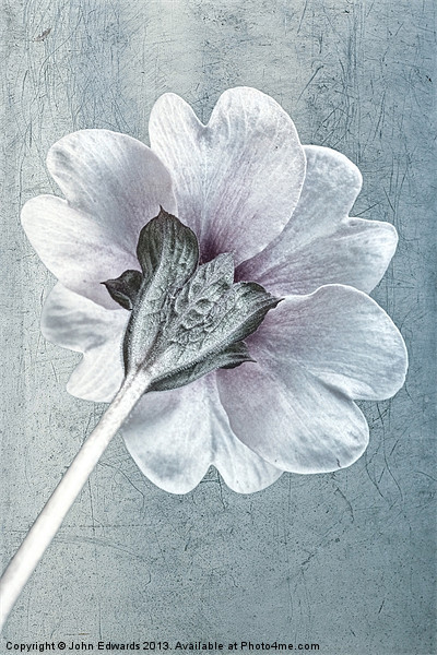 Sheradised Primula Picture Board by John Edwards
