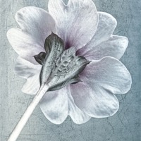 Buy canvas prints of Sheradised Primula by John Edwards