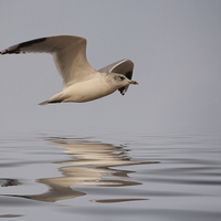 Buy canvas prints of Common Gull (Larus canus) in flight by John Edwards