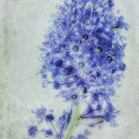 Buy canvas prints of Californian blue by John Edwards