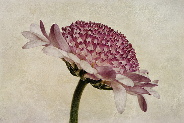 Chrysanthemum Domino Pink Picture Board by John Edwards