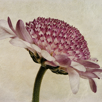 Buy canvas prints of Chrysanthemum Domino Pink by John Edwards