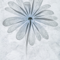 Buy canvas prints of Iced Anemone by John Edwards