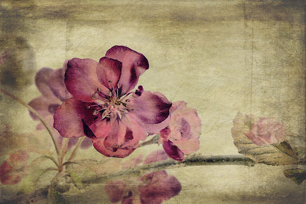 Cherry Blossom with Textures Picture Board by John Edwards