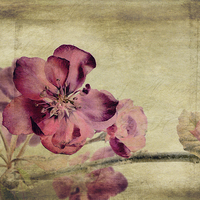 Buy canvas prints of Cherry Blossom with Textures by John Edwards