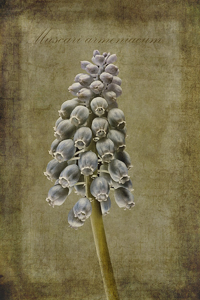Muscari armeniacum with textures Picture Board by John Edwards