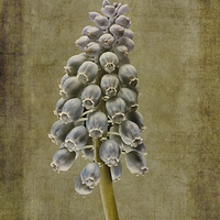 Buy canvas prints of Muscari armeniacum with textures by John Edwards