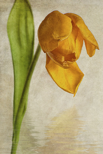 Textured Tulip Picture Board by John Edwards