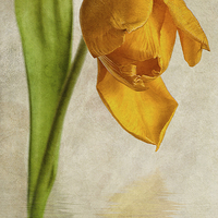 Buy canvas prints of Textured Tulip by John Edwards
