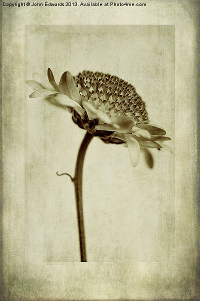 Chrysanthemum in Sepia Picture Board by John Edwards