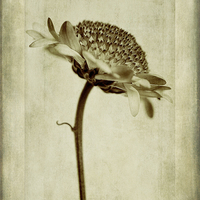 Buy canvas prints of Chrysanthemum in Sepia by John Edwards