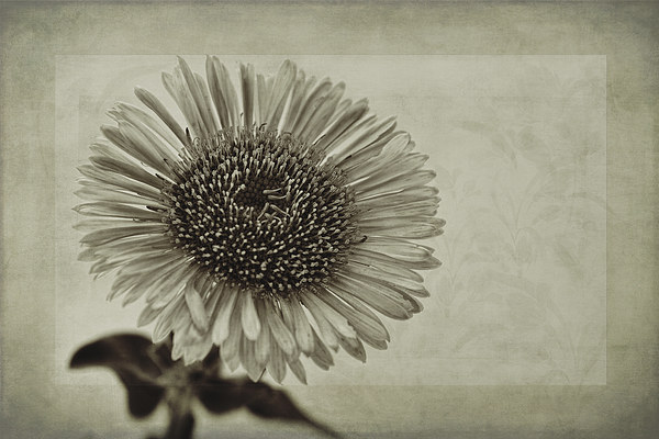 Aster with Textures Picture Board by John Edwards