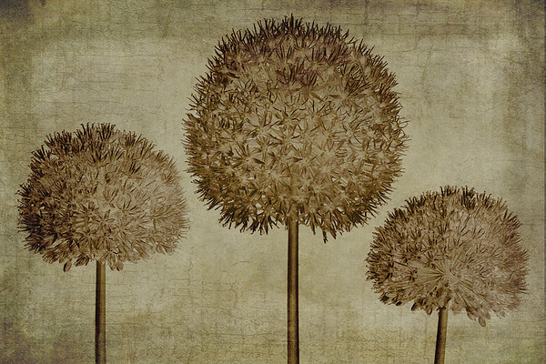 Allium hollandicum sepia textures Picture Board by John Edwards
