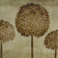 Buy canvas prints of Allium hollandicum sepia textures by John Edwards