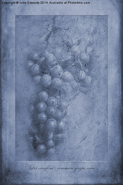 Vitis Cyanotype Picture Board by John Edwards